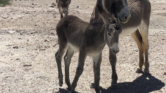 Wild-Burros_-Oatman_-Arizona-1